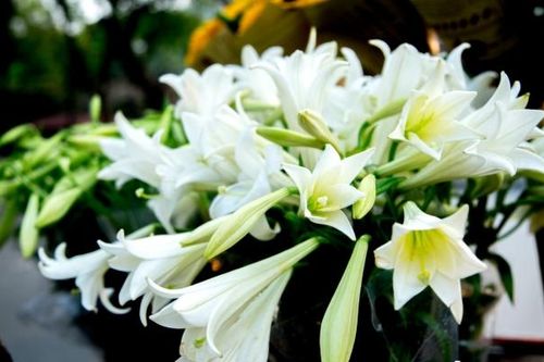 Hoa loa kèn khoe sắc trắng tinh khôi giữa trời Hà Nội