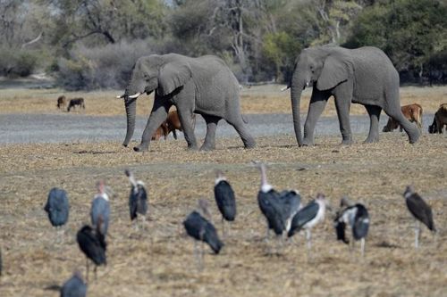Tranh cãi chuyện săn bắn, Botswana tuyên bố sẵn sàng đưa 20.000 con voi sang Đức