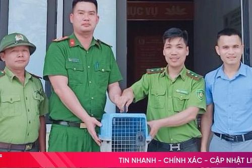 Bàn giao cá thể rùa quý hiếm để thả về tự nhiên