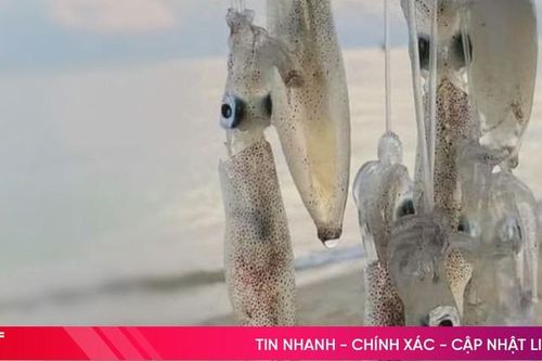 Mực đầu mùa tươi rói trên những chuyến tàu cập bến ở Hà Tĩnh