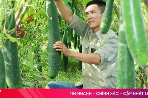 Vũ Quang phát triển nhiều mô hình sản xuất nông nghiệp hữu cơ