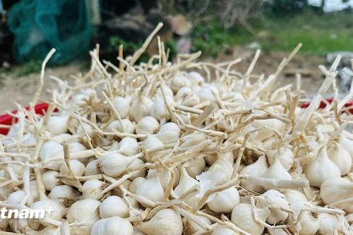 Mùa thu hoạch 'vàng trắng' trên huyện Đảo Lý Sơn