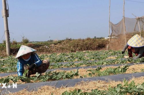Tiền Giang: Trồng rau màu cho lợi nhuận lên đến 130 triệu đồng mỗi ha