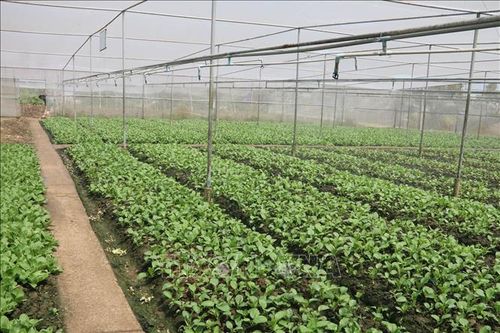 Trồng rau màu cho lợi nhuận đến hơn 130 triệu đồng/ha/vụ