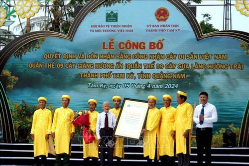 Quần thể 9 cây Sưa làng Hương Trà được công nhận Cây di sản Việt Nam