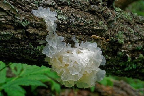Thứ ký sinh trên gỗ được ví như 'tổ yến của người nghèo', dưỡng nhan cực tốt