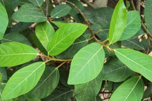 Công dụng bất ngờ trị 'bệnh' của nước lá sung mà nhiều người chưa biết, không uống thật phí