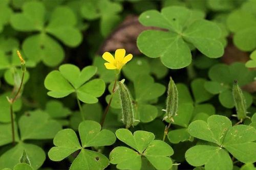 Loại rau mọc dại đầy đường mang về nấu canh, là vị thuốc quý cực tốt cho sức khỏe