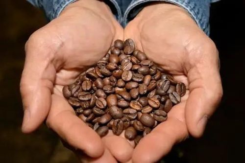 Citigroup: Giá cacao và cà phê chưa có dấu hiệu hạ nhiệt