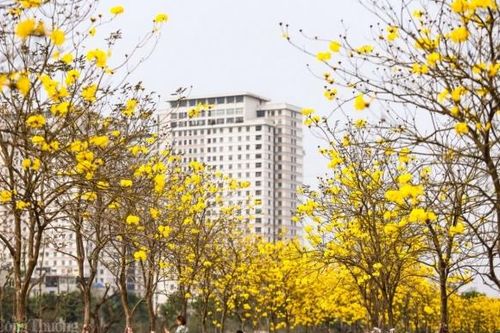 Hà Nội: Hoa phong linh nở rực sắc vàng