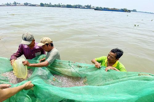 Mùa đánh lưới cá cơm trên dòng Mekong