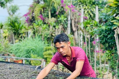 Khởi nghiệp thành công nhờ sản xuất trà thảo mộc theo tiêu chuẩn VietGAP