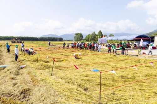 Vui nhộn Hội thi thu hoạch lúa