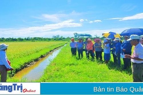 Phát triển lúa hữu cơ, canh tác tự nhiên còn nhiều vướng mắc