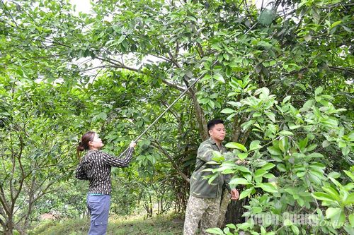 Người mang cây bưởi về Bản Dao