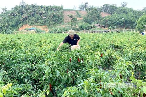 Chuyển đổi trên 763 ha đất lúa sang các cây trồng khác