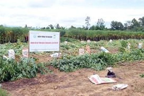 Sớm đưa mô hình quản lý tổng hợp bệnh khảm lá sắn vào thực tế