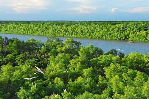 Cứ 1 phút trôi qua, thế giới mất đi diện tích rừng nguyên sinh bằng 10 sân bóng đá
