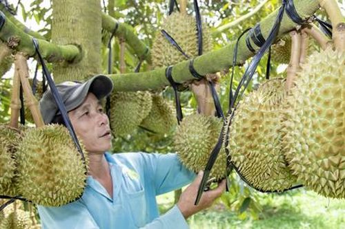 Những vựa cây ăn trái tiền tỷ ở huyện cửa ngõ Bến Tre