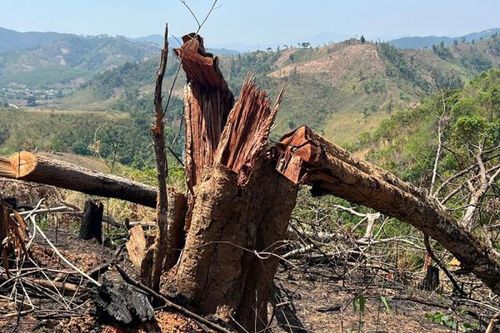 Tỉnh Kon Tum yêu cầu làm rõ vụ phá rừng nhưng địa phương báo cáo không có gì