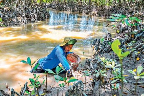 'Săn' đặc sản ở rừng