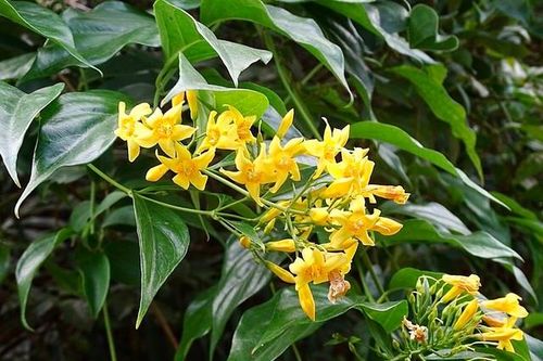 Đau lòng 3 mẹ con uống nước ngọt trộn lá ngón, hai người tử vong, một nguy kịch