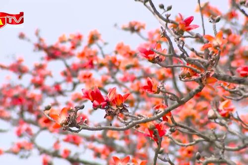 Mùa hoa gạo đỏ ở Hà Nội