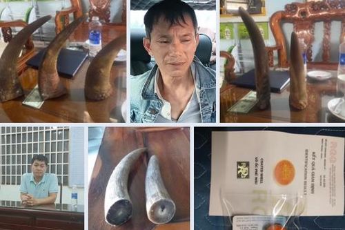 Mất trắng 3 tỷ đồng khi 'sập bẫy' đường dây mua bán đá thiên thạch và sừng tê giác giả