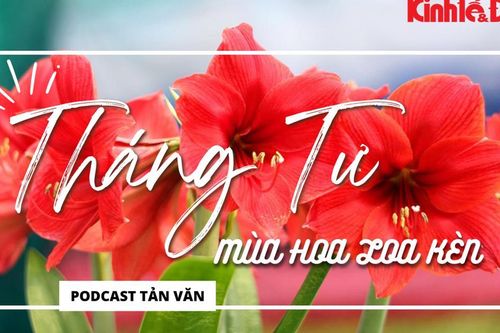Podcast Tản văn: tháng Tư mùa hoa loa kèn