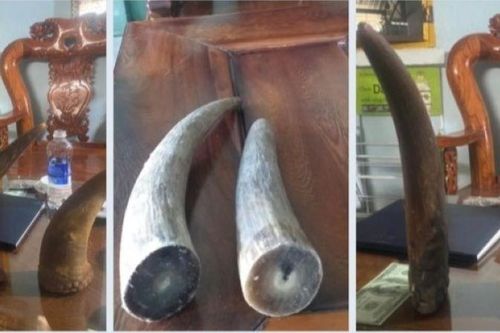 Bắt nhóm đối tượng lừa đảo bán đá thiên thạch, sừng tê giác