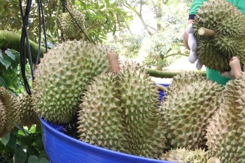 Trung ương Hội Nông dân Việt Nam hỗ trợ người trồng sầu riêng tại tỉnh Phú Yên