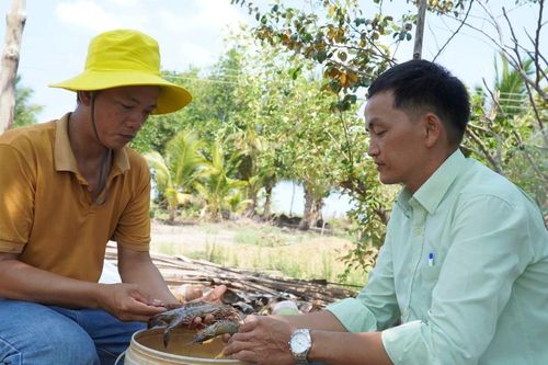 Kiên Giang: Hạn mặn gay gắt, hơn 700ha tôm nuôi thiệt hại