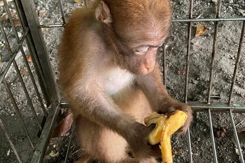 Cứu hộ thành công cá thể khỉ mốc quý hiếm bị thương nặng