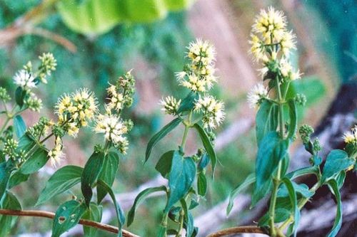 Chiết xuất lá dạ cẩm giảm đau, không tác dụng phụ