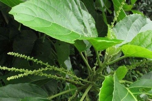 Suýt tử vong vì uống nước lá lộc mại