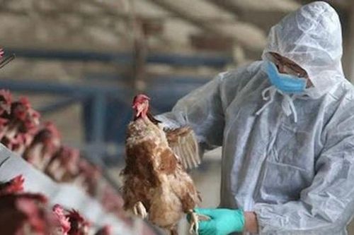 Lần đầu tiên Việt Nam ghi nhận ca mắc cúm A(H9), Bộ Y tế phát cảnh báo khẩn