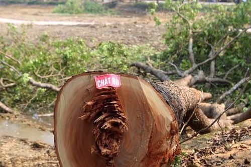 Hàng cây xà cừ 30 năm tuổi bị đốn hạ phục vụ dự án trăm tỷ khiến nhiều người tiếc nuối