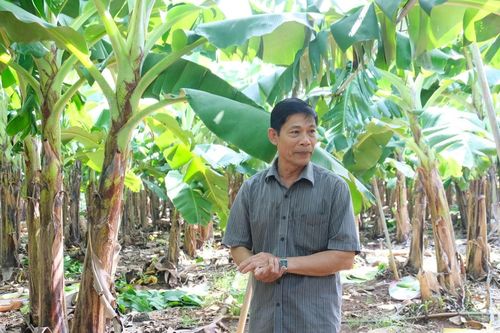 Ông chủ hợp tác xã bán hàng vạn tấn chuối, muốn làm tín chỉ carbon