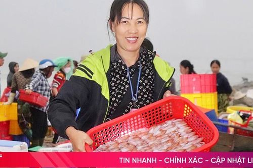 Hải sản đắt khách mùa du lịch, ngư dân Hà Tĩnh phấn khởi vươn khơi