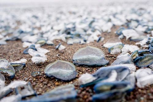 Hàng triệu sinh vật màu xanh kỳ lạ dạt bờ biển Mỹ