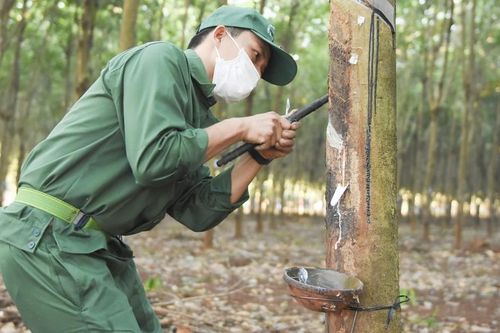 Cao su Việt Nam hưởng lợi từ chuyển đất cao su thành đất khu công nghiệp