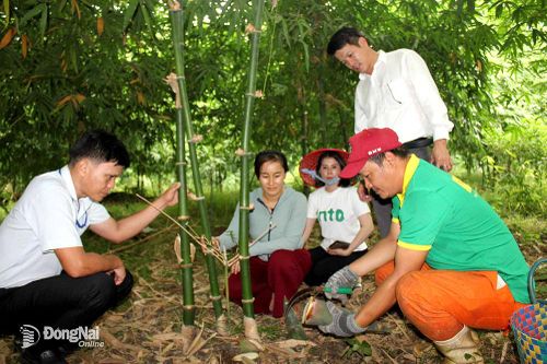 Trồng tre lấy măng, mô hình nông nghiệp đô thị hiệu quả