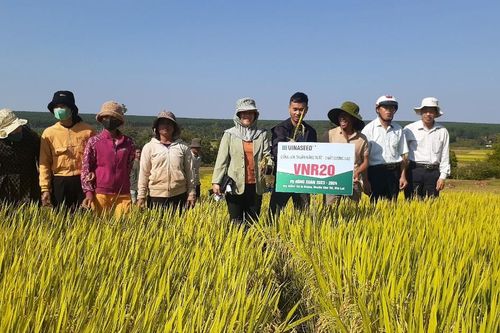 Chư Sê: Giống lúa VNR 20 cho năng suất 9-10 tấn/ha