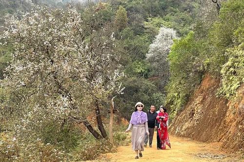 Mùa hoa sơn tra Nậm Nghẹp