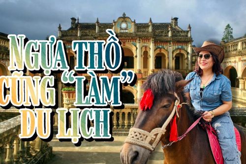Ngựa thồ cũng 'làm' du lịch
