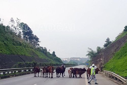 Đã đưa đàn bò đi lạc ra khỏi đường cao tốc Nội Bài - Lào Cai an toàn