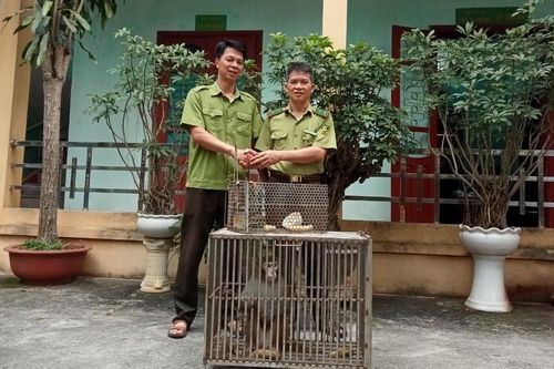 Hạt Kiểm lâm Bảo Thắng tiếp nhận cá thể khỉ và Cu li từ người dân