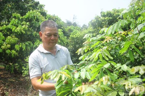 Nguy cơ mất mùa nhãn hiện hữu