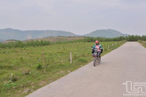 Sớm cấp đất khi Công ty chè Quân Chu trả lại: Đáp ứng mong mỏi của người dân