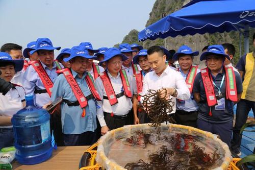 Quảng Ninh: Hiện thực hóa mục tiêu trở thành trung tâm thủy sản miền Bắc